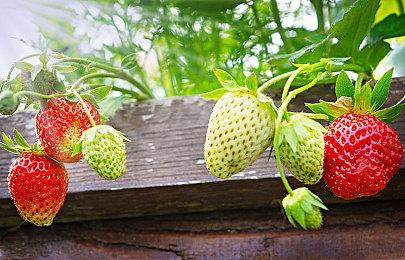 【第一视角】《永劫无间》NBPL常规赛6月12日第一双周三排周决赛